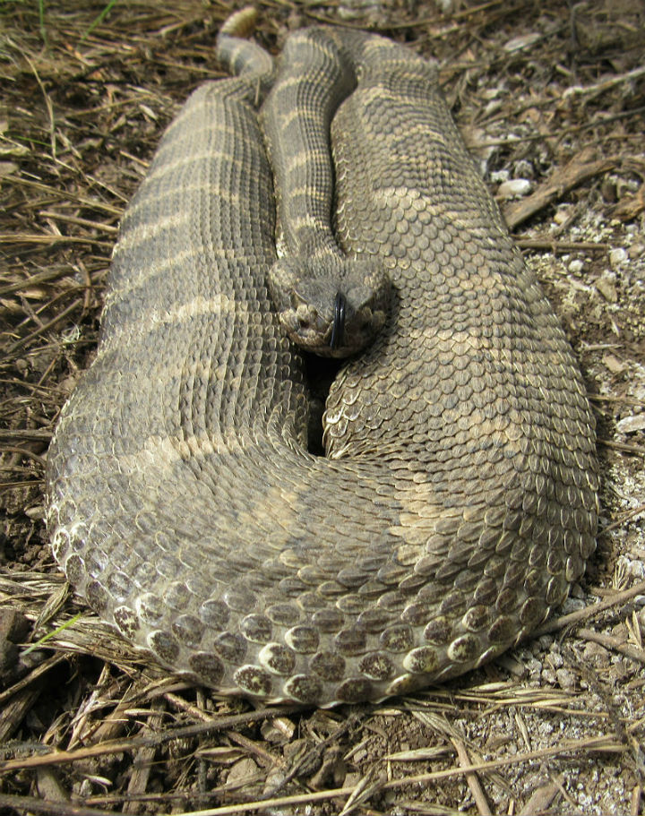 Northern Pacific Rattlesnake